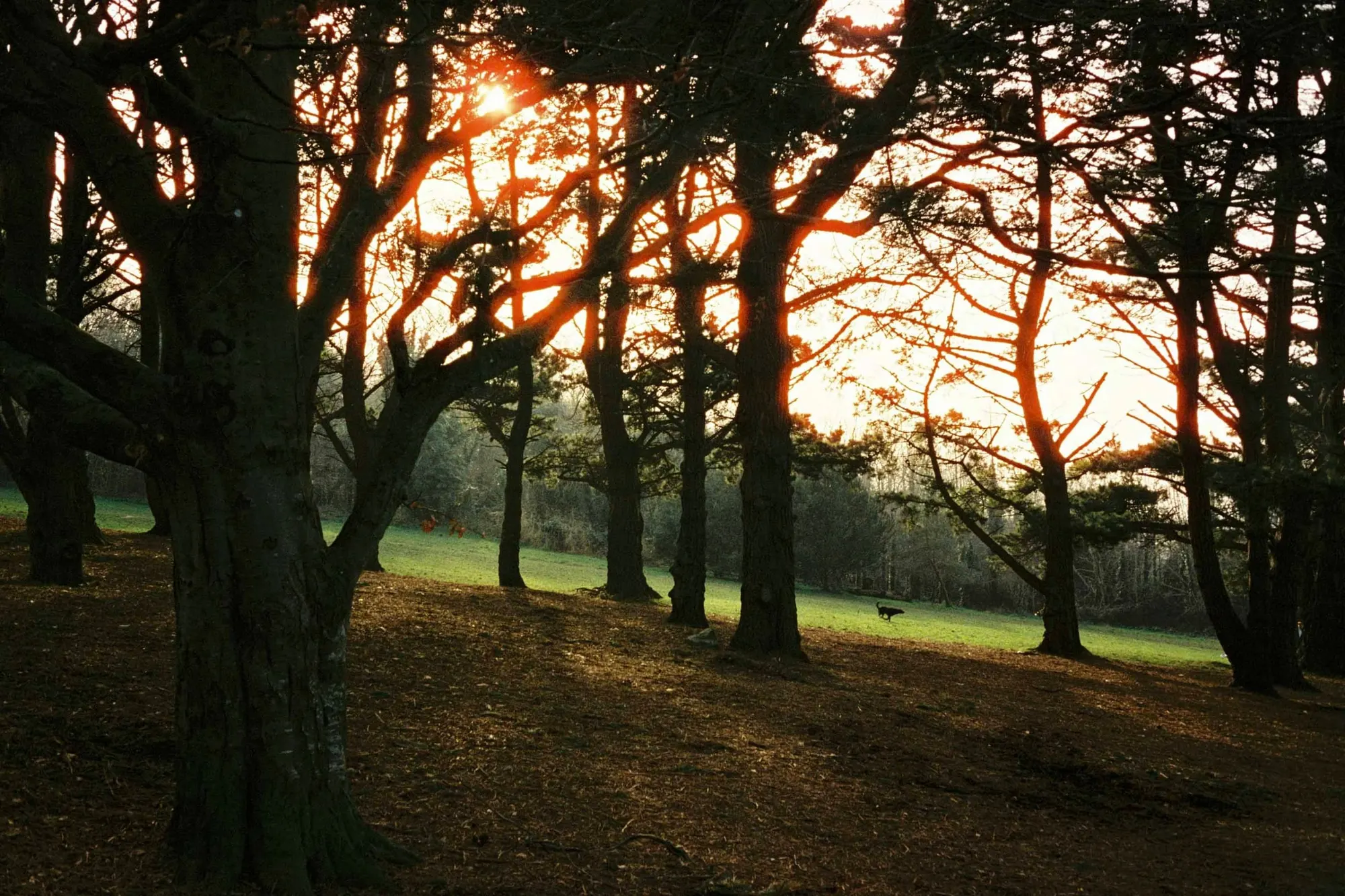 Killiney Hill
