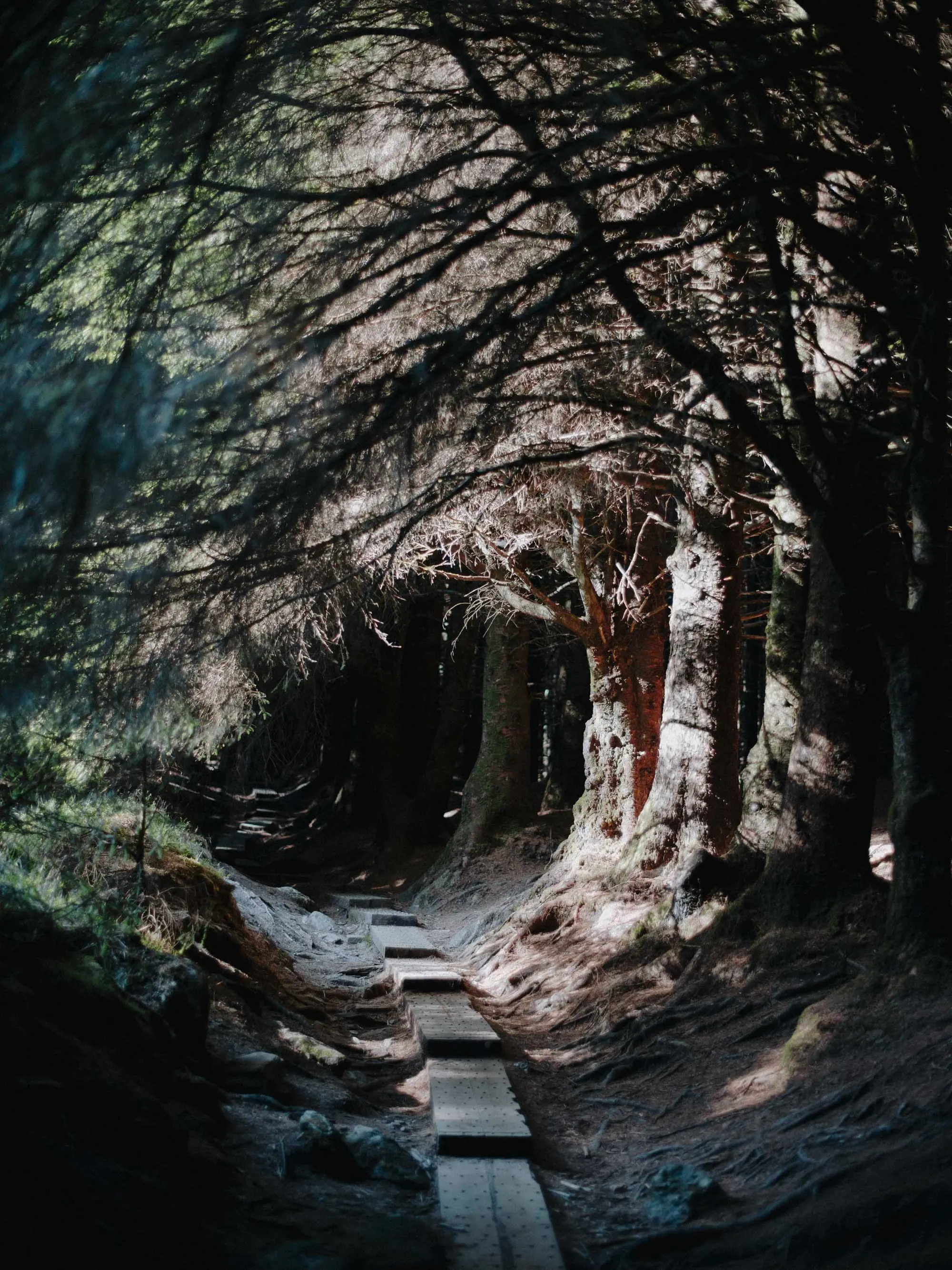 Ballinastoe Wood
